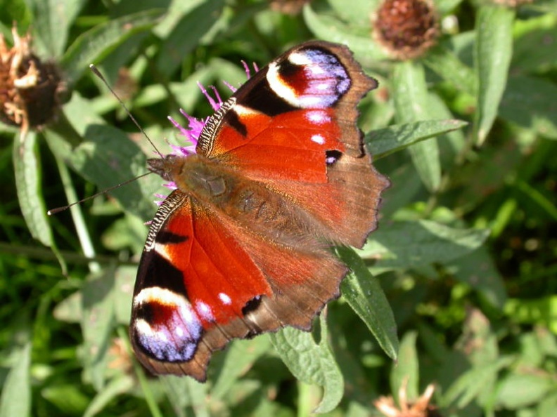 peacock ex5477 _800_.JPG